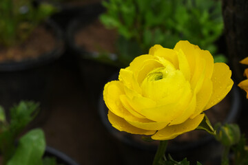 Beautiful Yellow ranunculus flower growing in an outdoor flower garden. ranunculus flower closeup, Yellow blooming flower, Closeup shot of a beautiful blossoming ranunculus in field