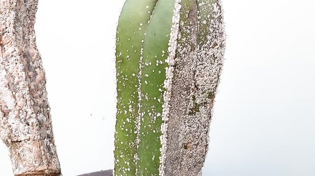 Close-up of a cactus stem with heavy mealybug infestation on white background