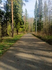 Sunlit Forest Path with Lamppost and Spring Blossoms in Temperate Woodland