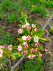 A dense cluster of blooming pear buds with pink edges in a natural setting