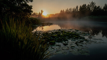 A tranquil sunrise casting a soft, golden glow over a brumous lake with lily pads and lush verdure surrounding the shot