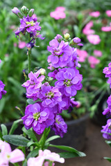 Purple Hoary Stock, Purple Hoary Stock or Matthiola Incana is a member of the Brassicaceae family of flowering plants. It's also commonly known as Brompton Stock, Common Stock, Purple flower in garden