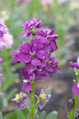 Purple Hoary Stock, Purple Hoary Stock or Matthiola Incana is a member of the Brassicaceae family of flowering plants. It's also commonly known as Brompton Stock, Common Stock, Purple flower in garden