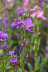 Purple Hoary Stock, Purple Hoary Stock or Matthiola Incana is a member of the Brassicaceae family of flowering plants. It's also commonly known as Brompton Stock, Common Stock, Purple flower in garden