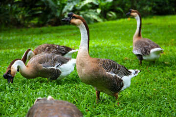 A group of geese on a lush green lawn