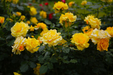 Beautiful yellow roses in full bloom at the Japan Rose Garden.