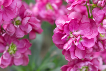 Pink Hoary Stock, Pink Hoary Stock or Matthiola Incana is a member of the Brassicaceae family of flowering plants. It's also commonly known as Brompton Stock, Common Stock, Pink flower in garden