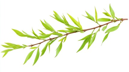 Fototapeta premium Vibrant Spring Branch: A Fresh Green Willow Sprig Isolated on White