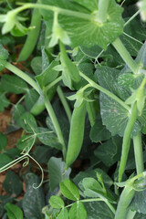 Obraz premium Green peas grow in the garden Beautiful close up of green fresh peas and pea pods. Healthy food, Bush of sweet pea with ripe pods cultivated on vegetable garden, green peas closeup in nature, Pakistan