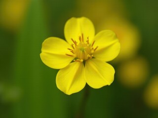 Obraz premium medicinal herbs and berries, traditional medicine Yellow flower with a green stem. The flower is the main focus of the image