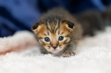 子猫 © 聡志 木村