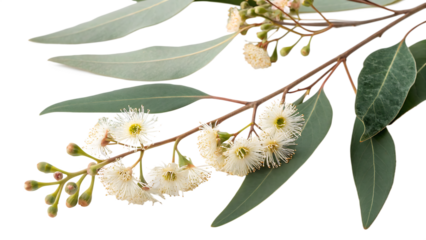 eucalyptus branch with flowers isolated on white transparent background PNG