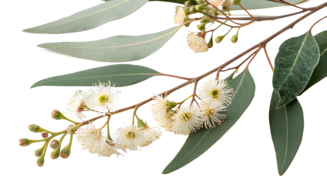eucalyptus branch with flowers isolated on white transparent background PNG