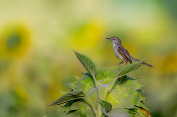 the plain prinia with wings details on the sunflower in blur background 
