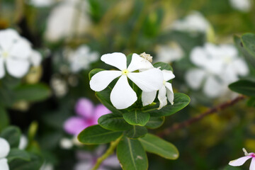 Close-up view of White madagascar periwinkle, The scientific name is Catharanthus roseus, White...