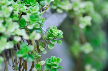 Miniature Peperomia or Pilea depressa, climber plant or Artillery Plant or Gunpowder plant