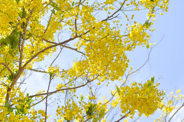 Golden shower , Cassia fistula or pudding pipe tree or Cassia fistula Linn and sky