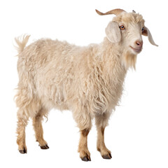 Fototapeta premium Fluffy angora goat isolated on white background png ai isolated on a white background
