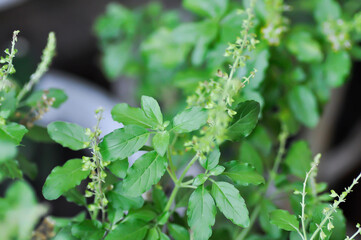 basil or holy basil, sweet basil or Ocimum tenuiflorum or Sacred basil or Lamiaceae plant