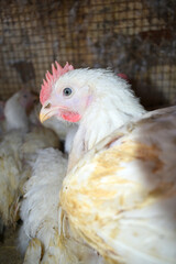 Layer farm, Group of healthy white chicken in poultry farm closeup, poultry, layer hens for eggs, poultry and livestock Chicken, Poultry farm with chicken, White chicken Farming feed in indoor housing