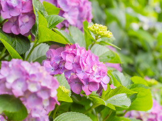 梅雨から初夏の公園や花壇を彩るアジサイのある風景。