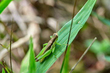 Close-up view of grasshopper on green leaves
