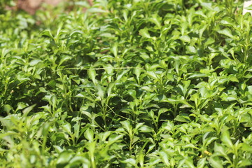 Field of Green Leaves: Lush Herbal Groundcover