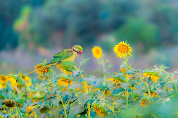 The Alexandrine parakeet, also known as the Alexandrine parrot, is a medium-sized parrot in the...