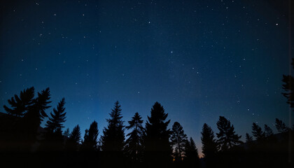 Fototapeta premium Starry Night Sky Above Silhouetted Pine Trees, Photograph of the night sky 
