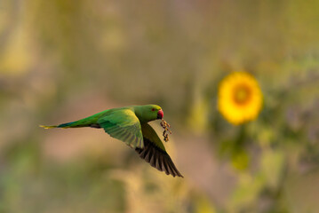 The rose-ringed parakeet, also known as the ring-necked parakeet, ringneck parrot or the Kramer parrot, is a medium-sized parrot in the genus Psittacula, of the family Psittacidae.