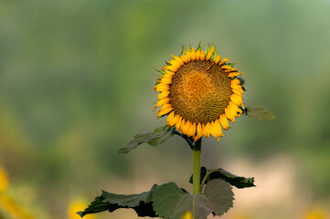 The common sunflower is a species of large annual forb of the daisy family Asteraceae. The common sunflower is harvested for its edible oily seeds, which are often eaten as a snack food
