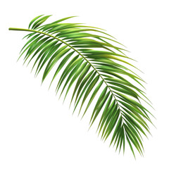 Obraz premium Tropical green palm leaf tree isolated on a clean transparent background for natural and botanical themes, tropical green palm leaf tree isolated on transparent background