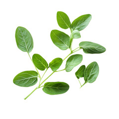 Naklejka premium Fresh oregano leaves arranged on a transparent background, showcasing their vibrant green color and texture, Fresh origano branch leaf on transparent background