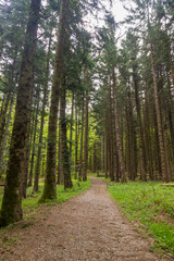Il bosco dell’appennino bolognese in primavera