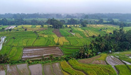 Farming activity in lush rice fields indonesia aerial view nature landscape serenity and agriculture focus
