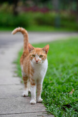 Cat walks in the park