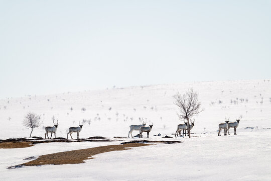 A flock of reindeers wandering on a fell side on a sunny late winter day in Utsjoki, Northern Finland
