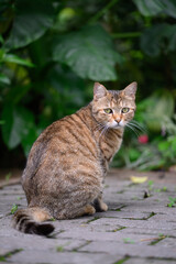 Cat sitting on the ground in the park