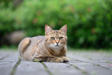 Outdoors, cat on the ground