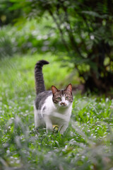 Cat walks in the grass