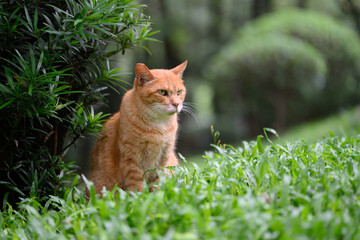 In the park, the cat sits on the grass