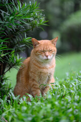 In the park, the cat sits on the grass