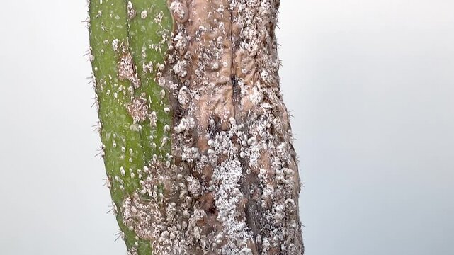 Cactus stem decay due to severe mealybug infestation on white background. Extreme closeup macro shot.