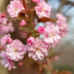 Close Up Macro Of Cherry Tree Pink Blossom
