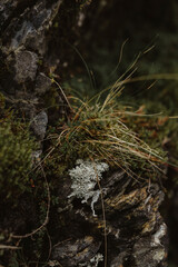 close-up of moss on rocky terrain