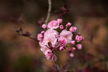pink cherry blossom on brown natural background