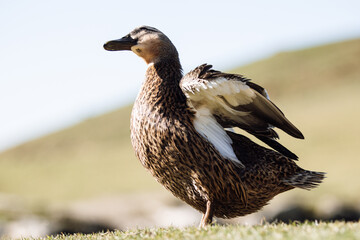 Duck stretching wings at Wildpark in Kitzbühel, Tyrol