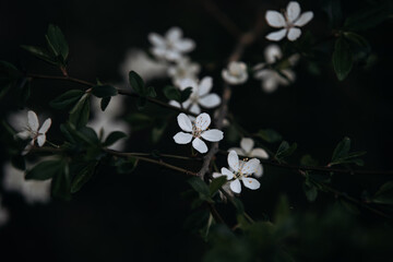 White cherry plum flowers on a branch