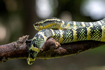 Wagler's pit viper on tree branch