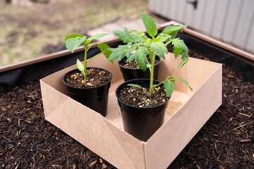 Young Vegetable Seedlings Ready for Planting